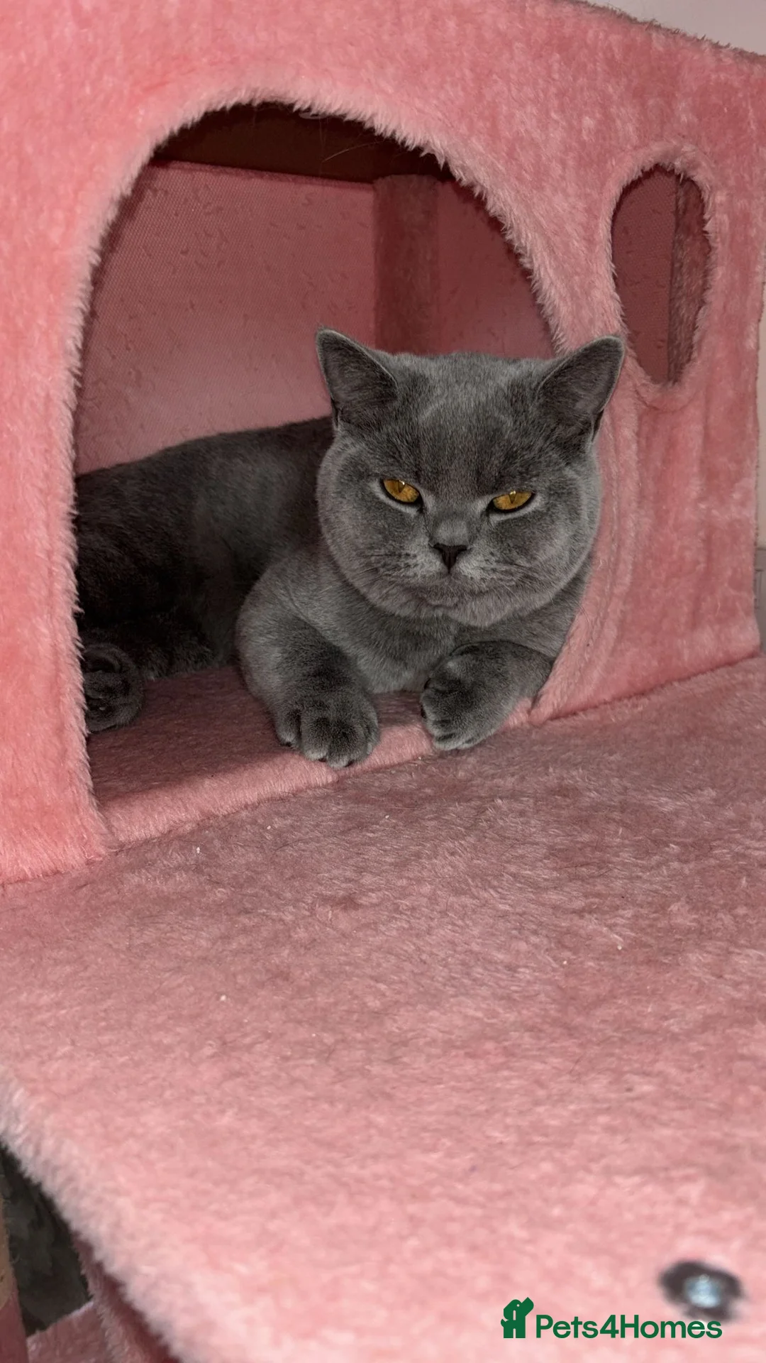 British Shorthair cats for sale: 🧸1 Remaining Chunky British Shorthair Kittens🧸 - Advert 1