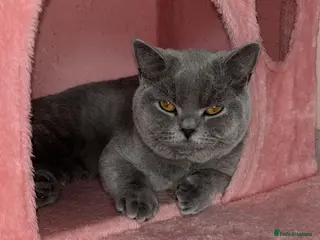 British Shorthair cats 🧸1 Remaining Chunky British Shorthair Kittens🧸 - Advert 12