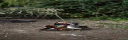 Mixed Breed birds for sale: Mandarin ducks  - Advert 3