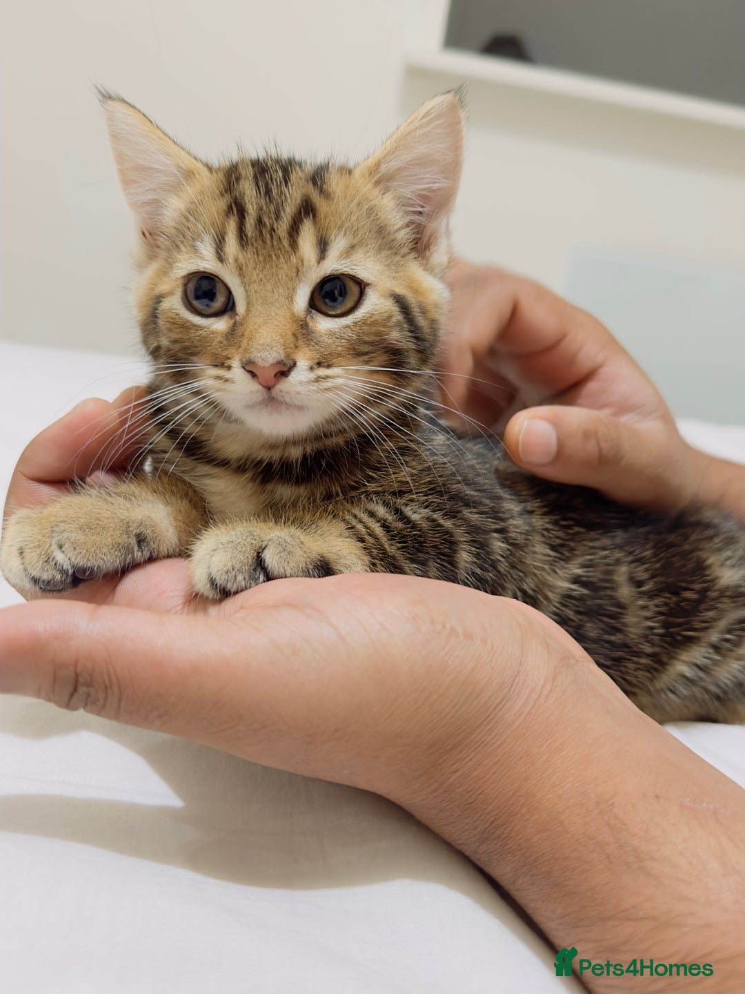 Mixed Breed cats for sale: Kittens ready to go - Image 21