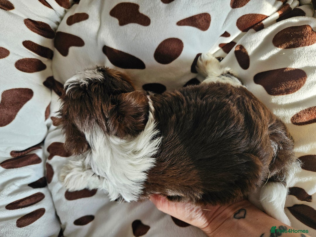 Yorkshire Terrier dogs for sale: DNA TESTED Father - Yorkshire Terrier puppies  - Image 12