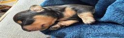 Miniature Dachshund dogs for sale: Beautiful miniature dachshund puppies  in Wednesbury - Advert 19