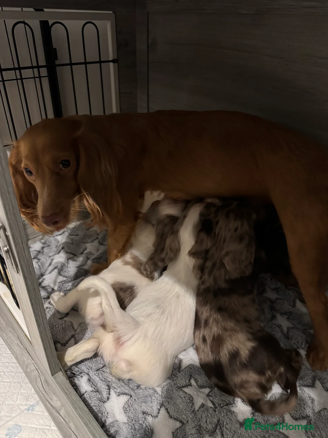 Cocker Spaniel dogs for sale: 4 Cocker Spaniel pups - unusual colours - Advert 2