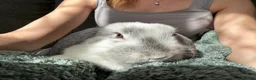 English Lop rabbits for sale: Two bonded rabbits  - Advert 3