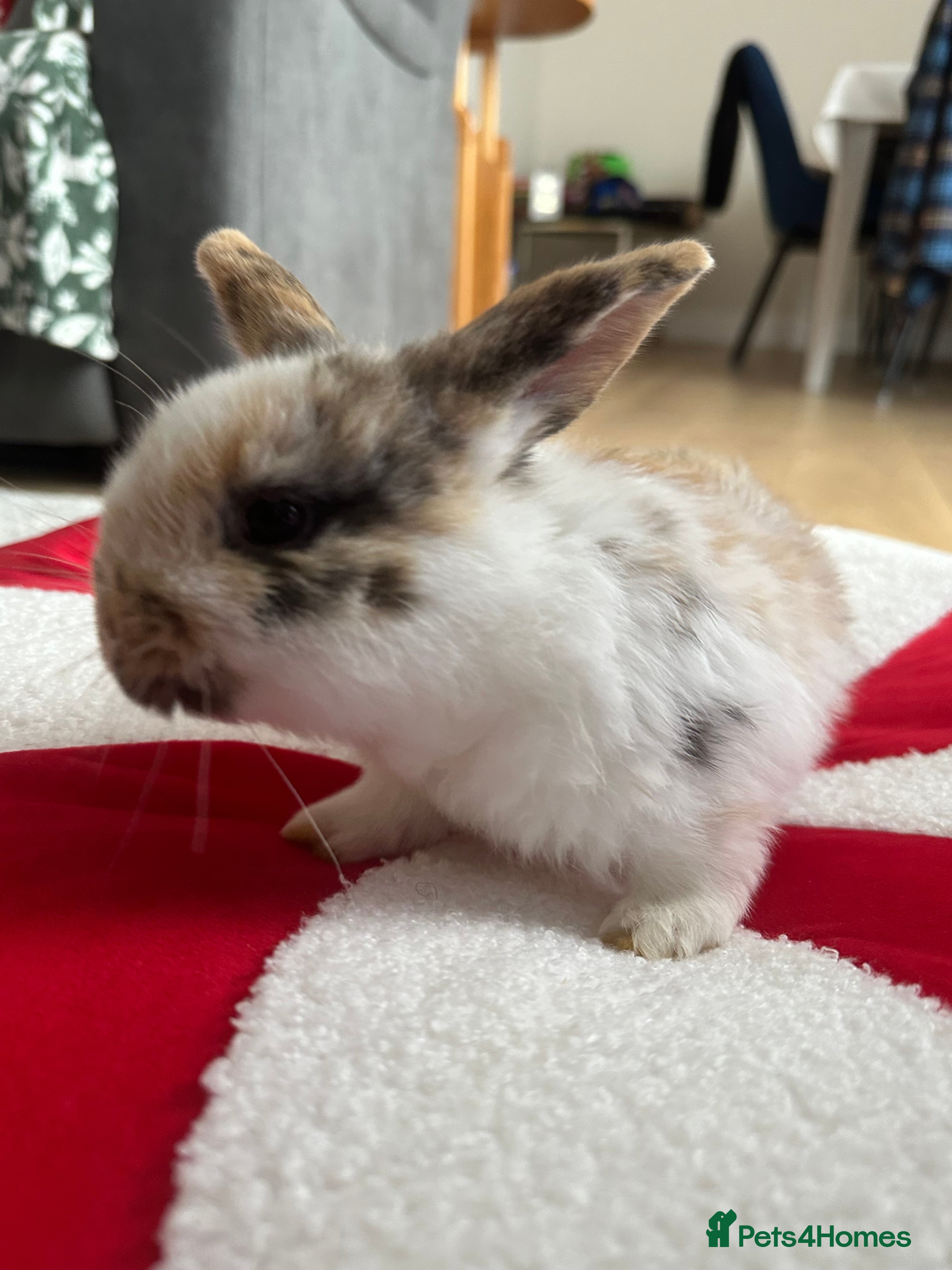 Mini Lop rabbits Baby rabbit  - Advert 9