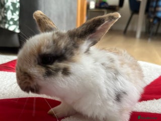 Mini Lop rabbits Baby rabbit - Advert 1