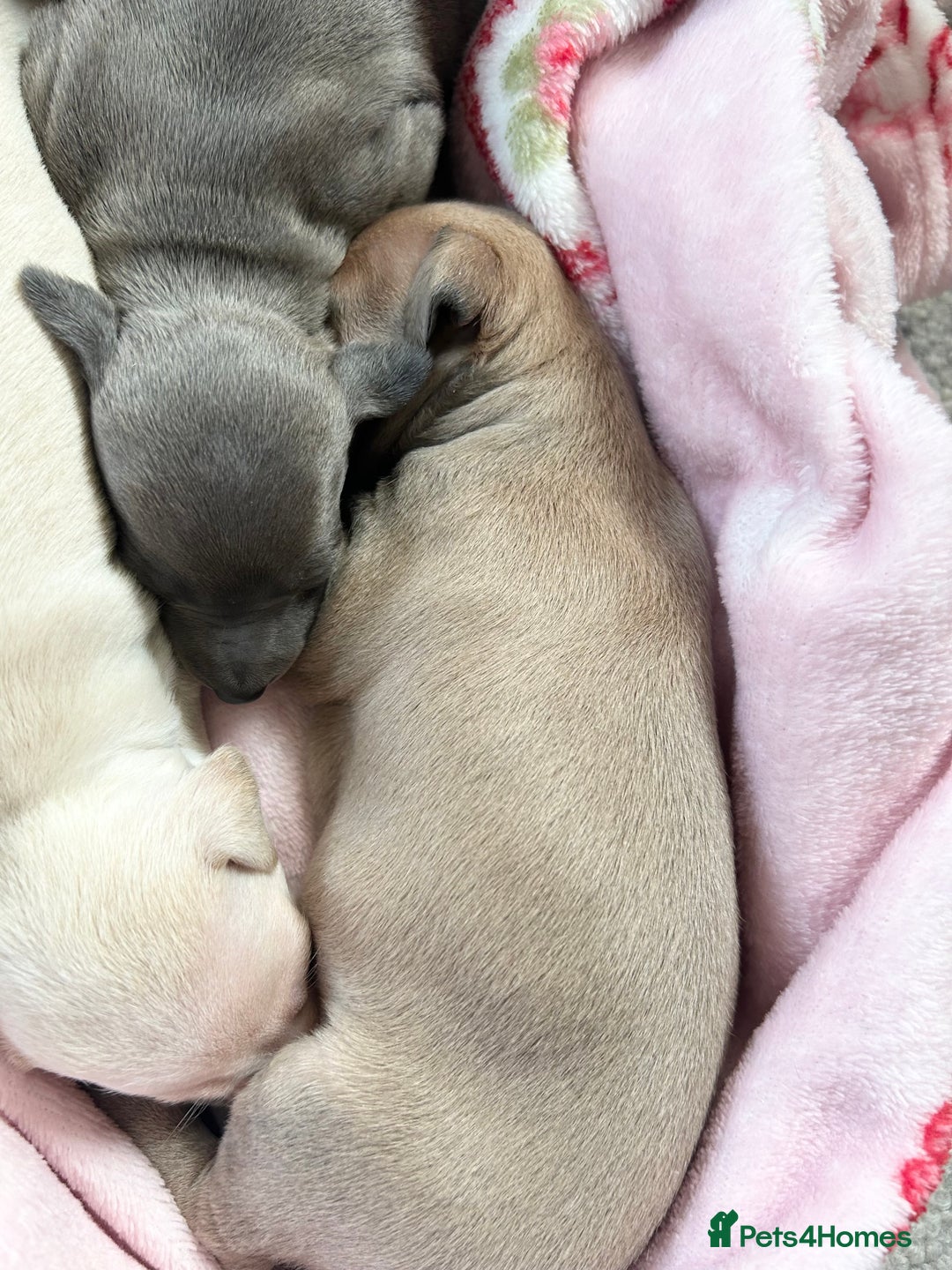 Italian Greyhound dogs for sale: 🐾Exceptional litter of KC Italian Greyhounds 🐾 - Advert 4