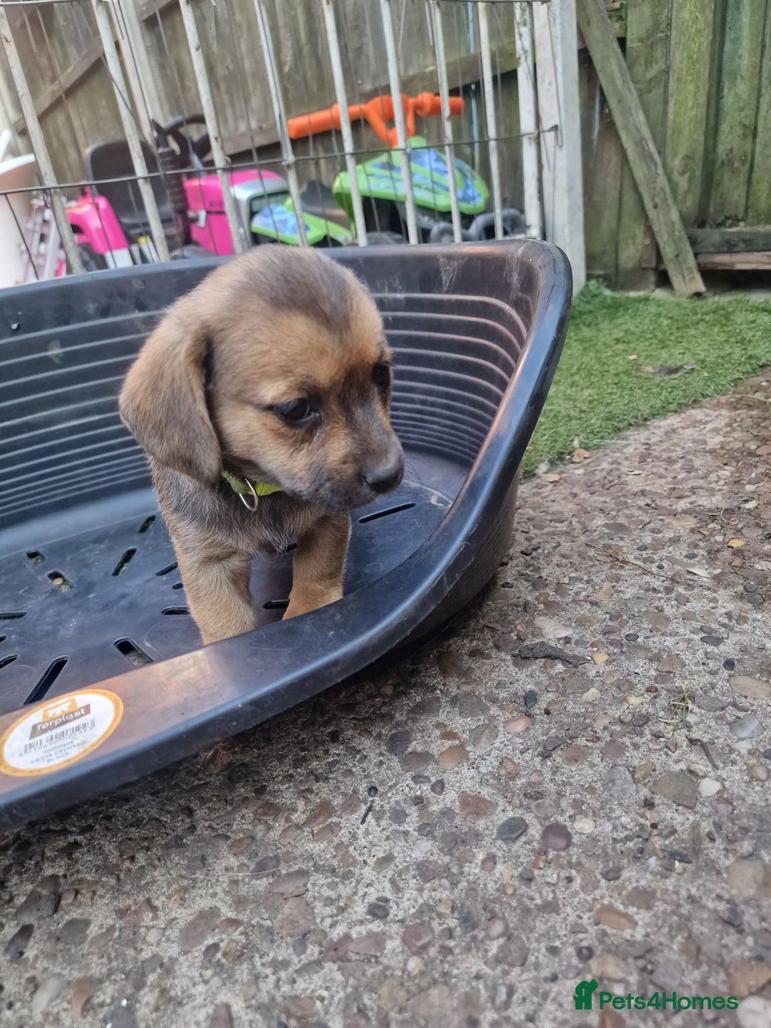 Mixed Breed dogs for sale: mixed breed 4 boys and 2 girls - Image 9