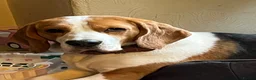 Beagle dogs for sale: Tri Beagle for sale in Colwyn Bay - Advert 3