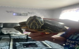 Turtle reptiles for sale: Big Yellow belly turtle  - Image 2