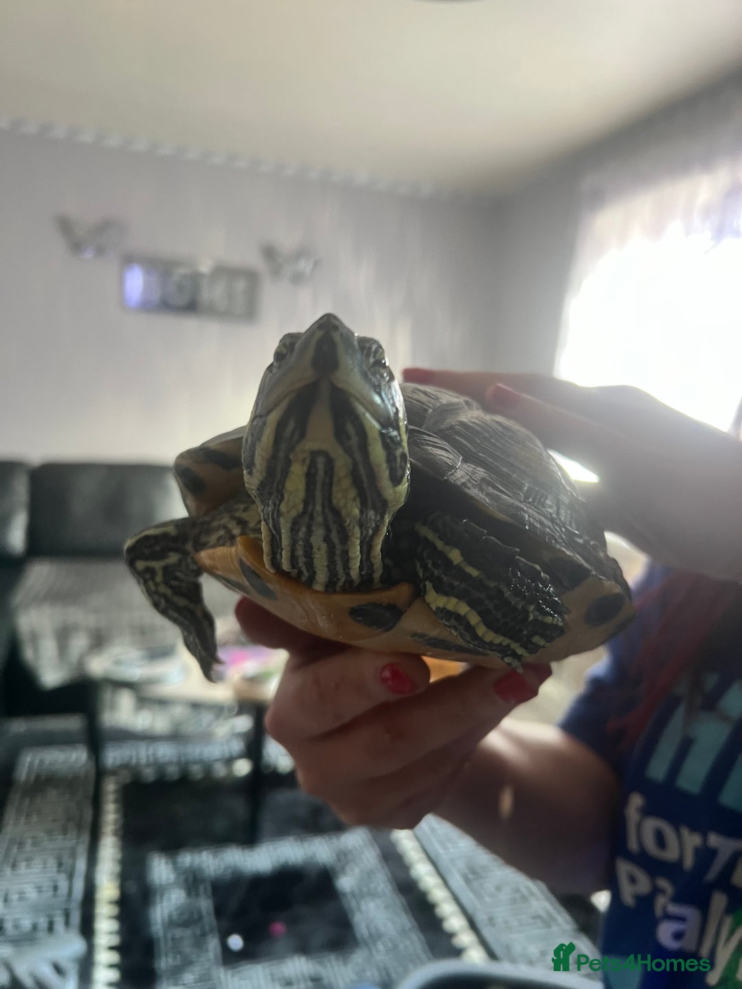 Turtle reptiles for sale: Big Yellow belly turtle  - Image 2