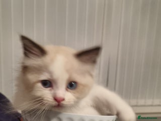 Ragdoll cats - Advert 20