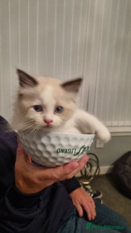 Ragdoll cats - Advert 4