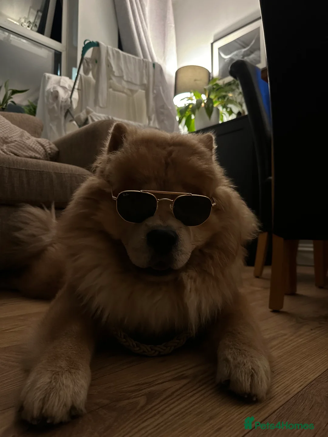 Chow Chow dogs for stud: Oscar  - Advert 2