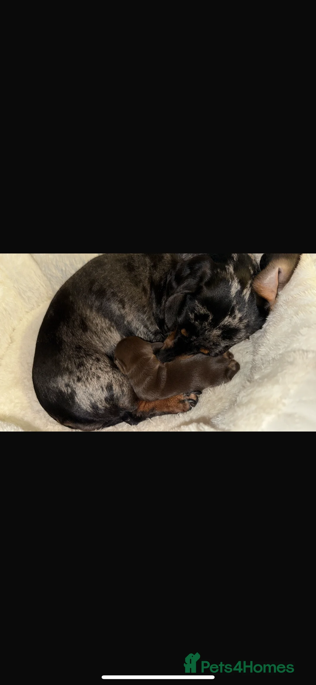 Miniature Dachshund dogs for stud: 🔥Proven KC Registered Miniature Dachshund Stud🔥  - Advert 7