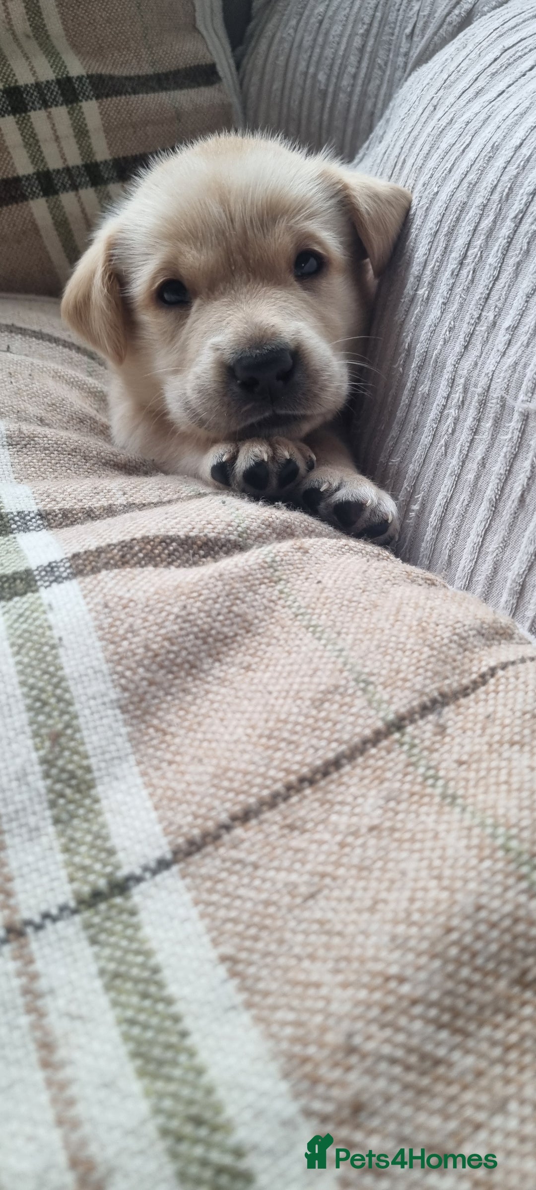 Labrador Retriever dogs for sale: Labrador puppies - Advert 8