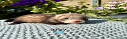 Ferret rodents for sale: Beautiful Kits  - Advert 2