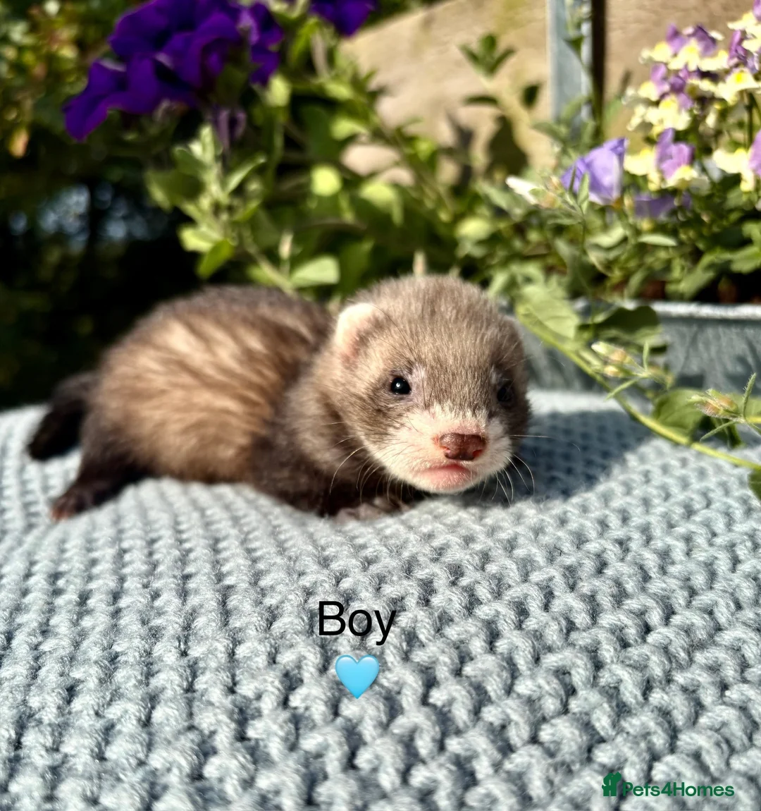 Ferret rodents for sale: Beautiful Kits  - Advert 2