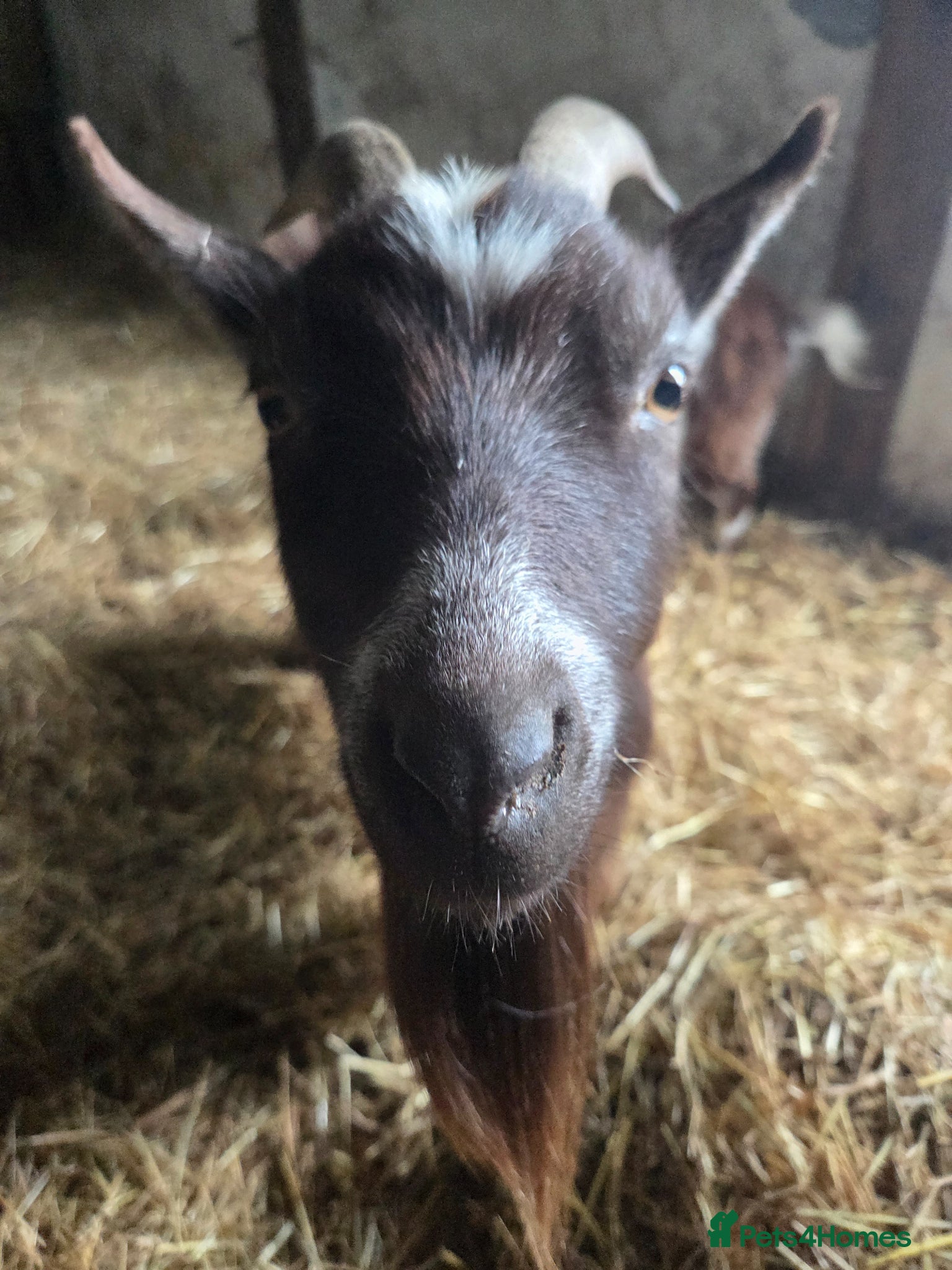 Goats livestock for sale: Pygmy goat nannie  - Advert 2