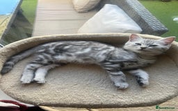 Persian cats for sale: Persian Chinchilla cross kittens for sale  - Image 7