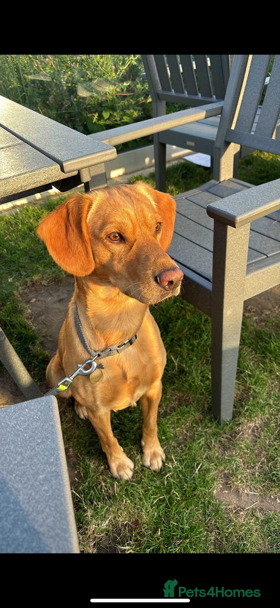 Mixed Breed dogs Monty free stud  - Advert 2