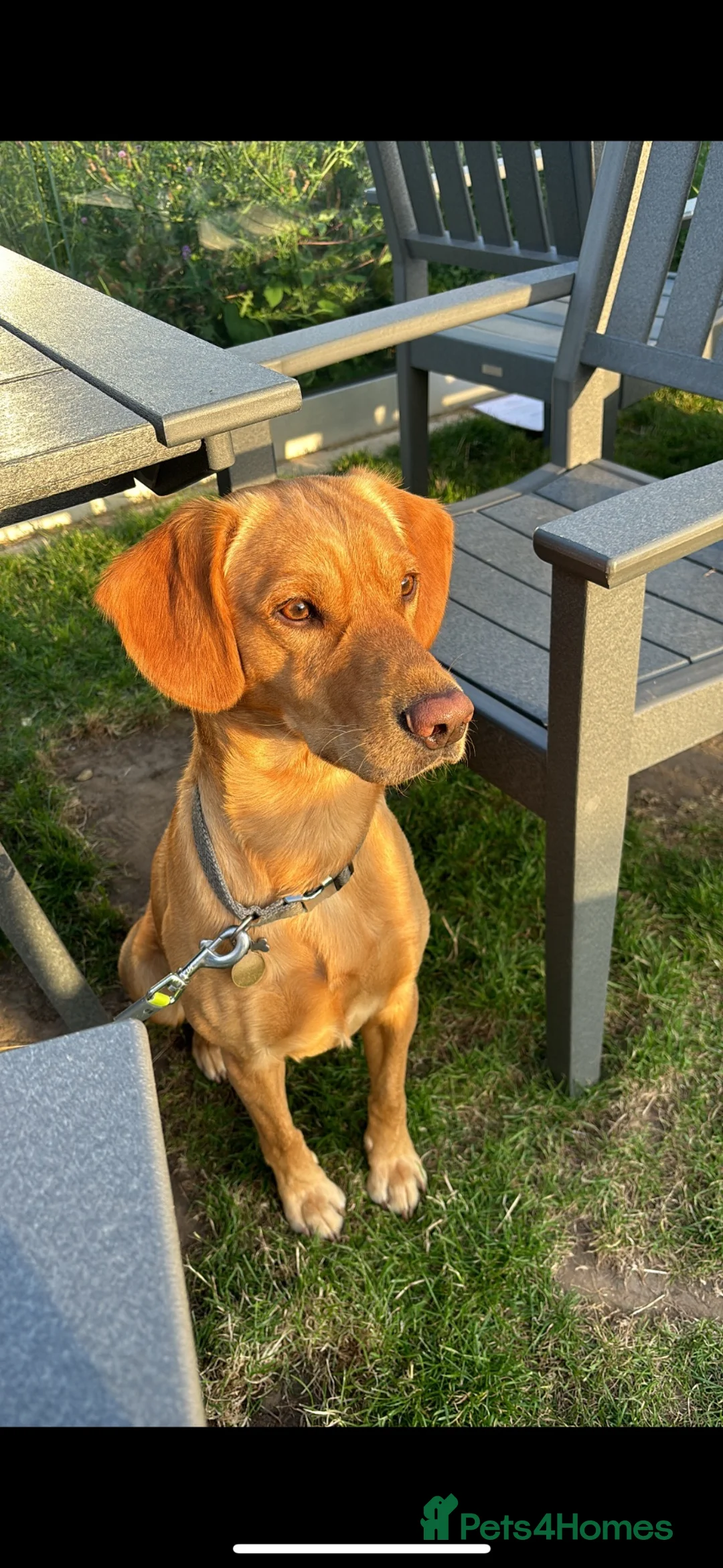 Mixed Breed dogs for stud: Monty free stud  in Middlesbrough - Advert 1