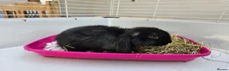 Mini Lop rabbits for sale: Mini lop baby bunnys - Advert 6