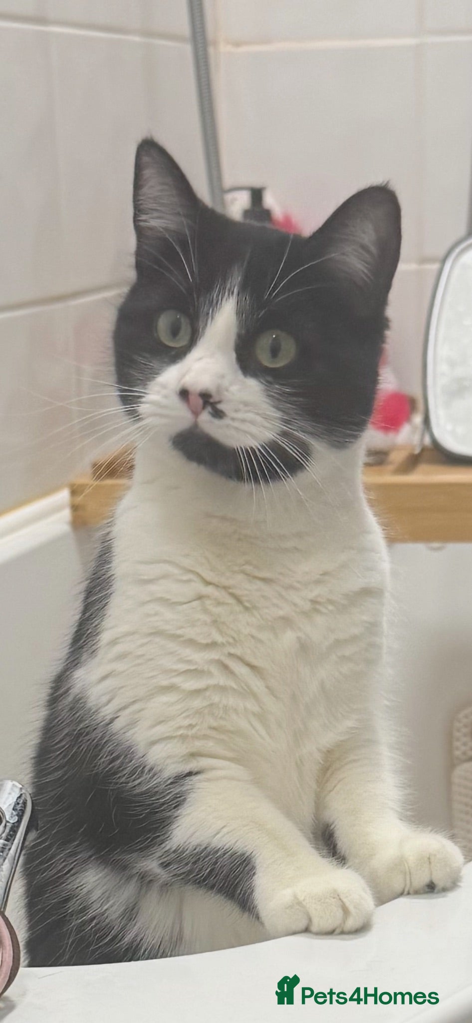 Domestic Shorthair cats Adult female black & white cat - Advert 1