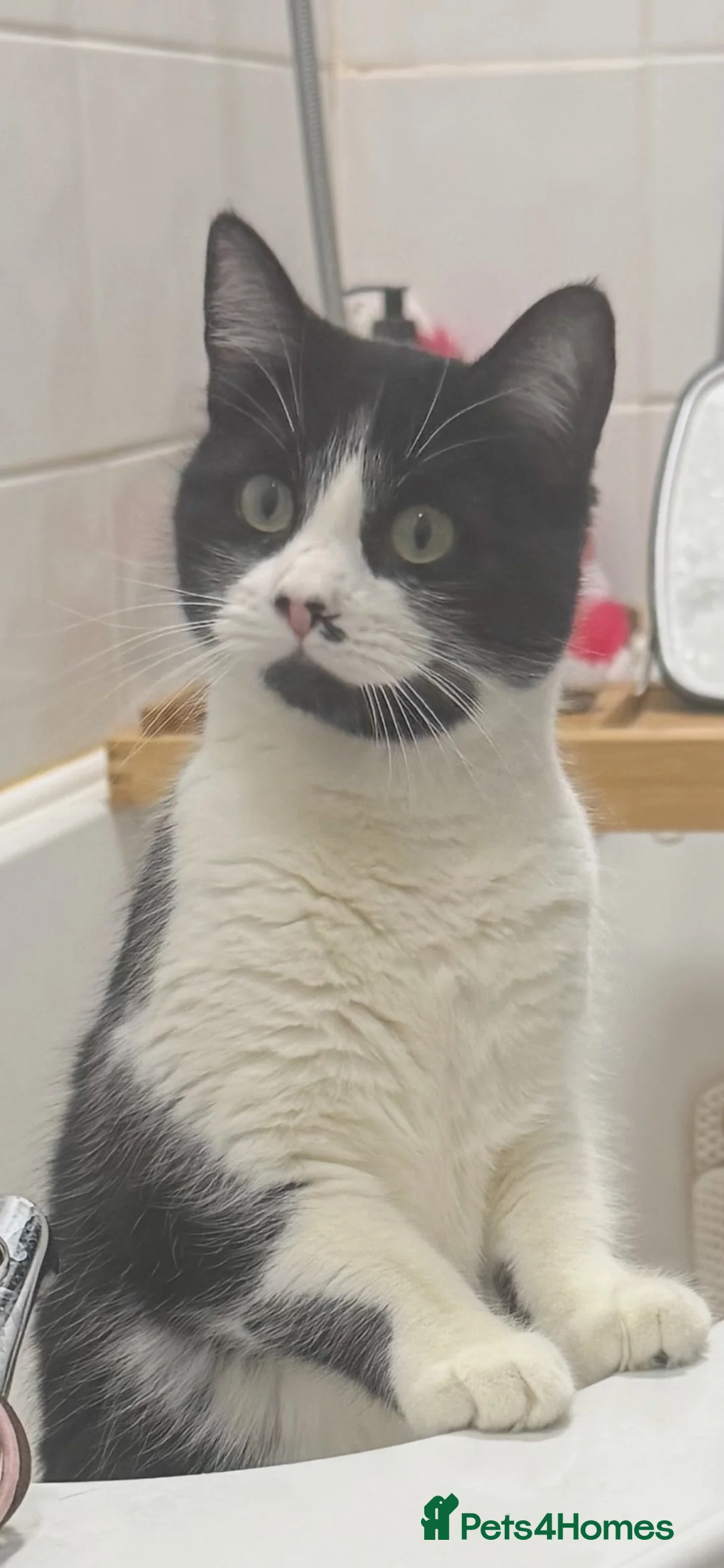 Domestic Shorthair cats for sale: Adult female black & white cat in London - Advert 1