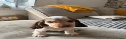 Cocker Spaniel dogs for sale: KC Registered show cockers in Rushden - Advert 7