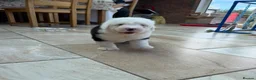 Old English Sheepdog dogs for sale: Old English sheep pups  - Advert 10