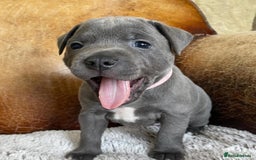 Staffordshire Bull Terrier dogs for sale: Perfect Pure Staffordshire Bull Terrier Puppies - Image 13