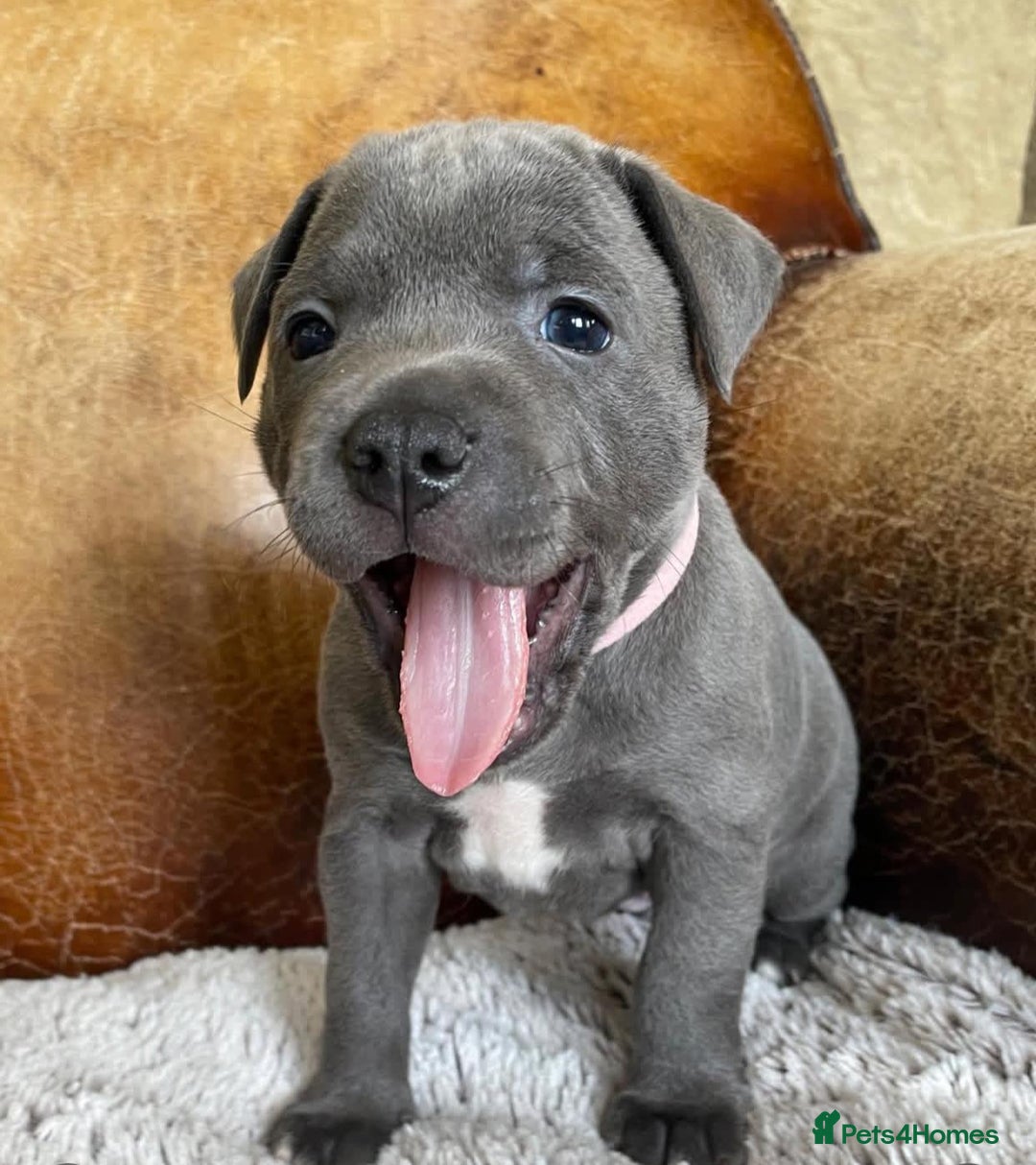 Staffordshire Bull Terrier dogs for sale: Perfect Pure Staffordshire Bull Terrier Puppies - Image 13