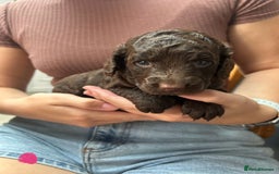 Cockapoo dogs for sale: Cockapoo Puppies For Sale - Image 2