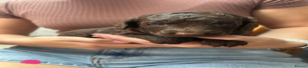 Cockapoo Puppy 3