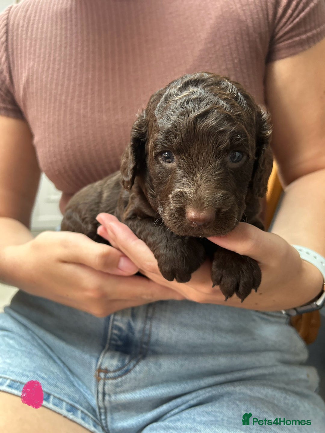 Cockapoo dogs for sale: Cockapoo Puppies For Sale - Image 2