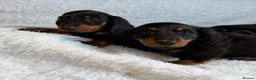 Miniature Dachshund dogs for sale: Beautiful Miniature Dachshund puppies for sale - Advert 7
