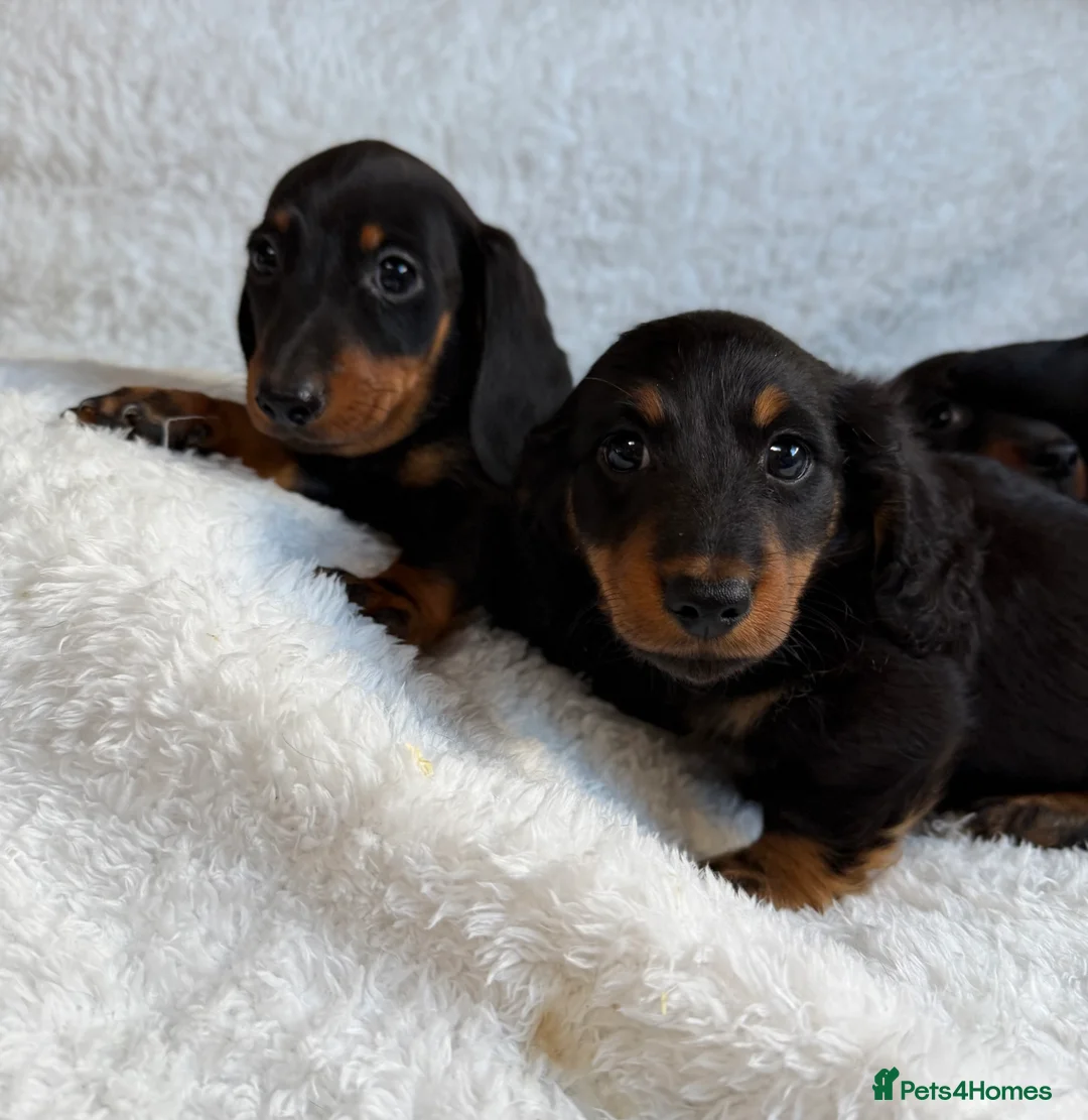 Miniature Dachshund dogs for sale: Beautiful Miniature Dachshund puppies for sale - Advert 7