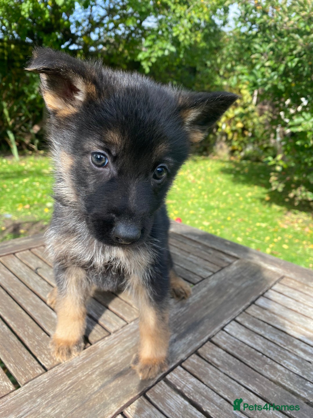 German Shepherd dogs for sale: Chunky Farm bred GSD pups ready now. - Image 13
