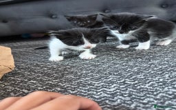 Mixed Breed cats for sale: Mix breed kittens  - Image 1