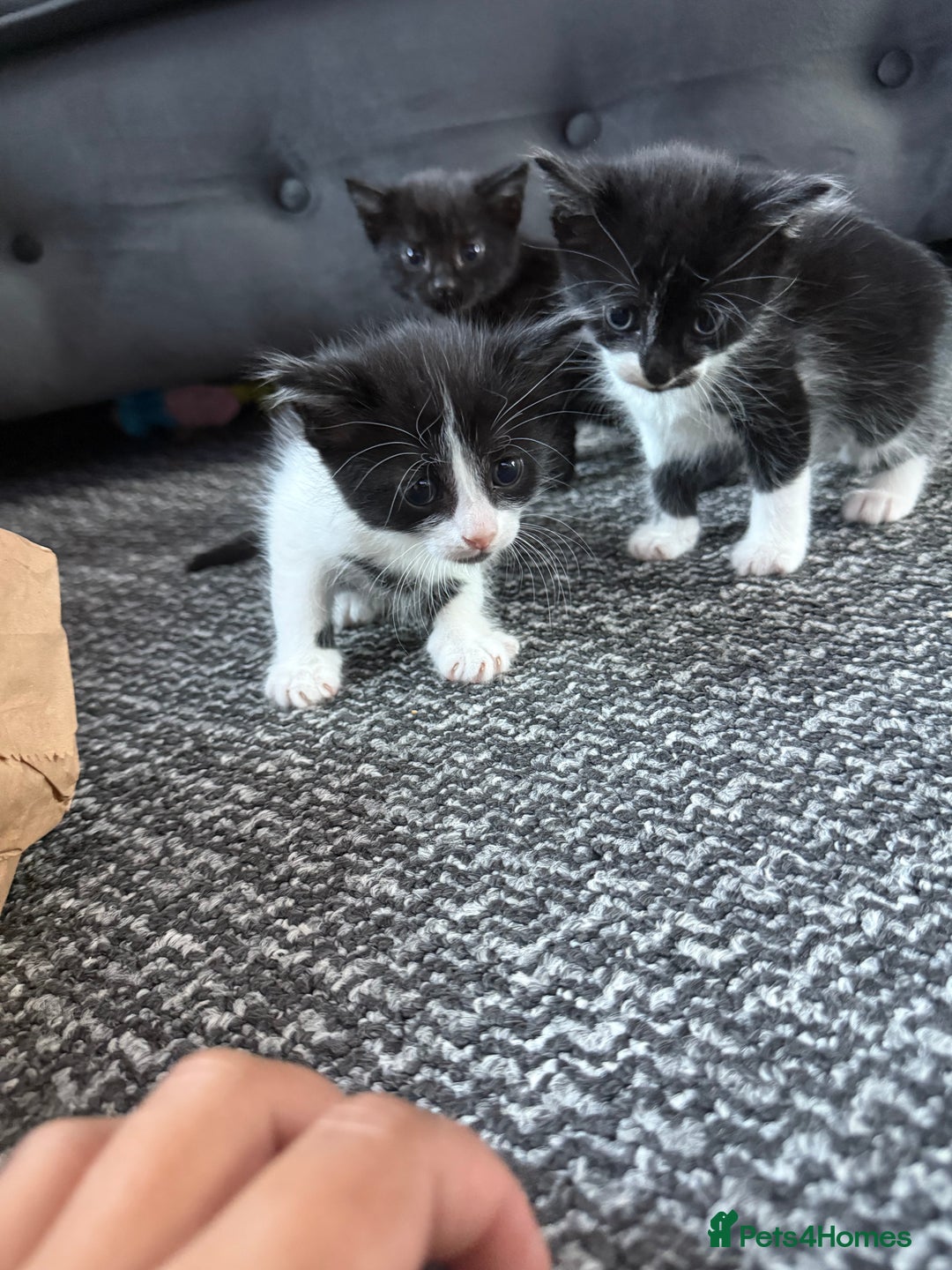 Mixed Breed cats for sale: Mix breed kittens  - Image 1