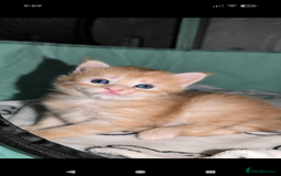Maine Coon cats for sale: Exceptional Red Silver Tabby Maine Coon Male - Image 6