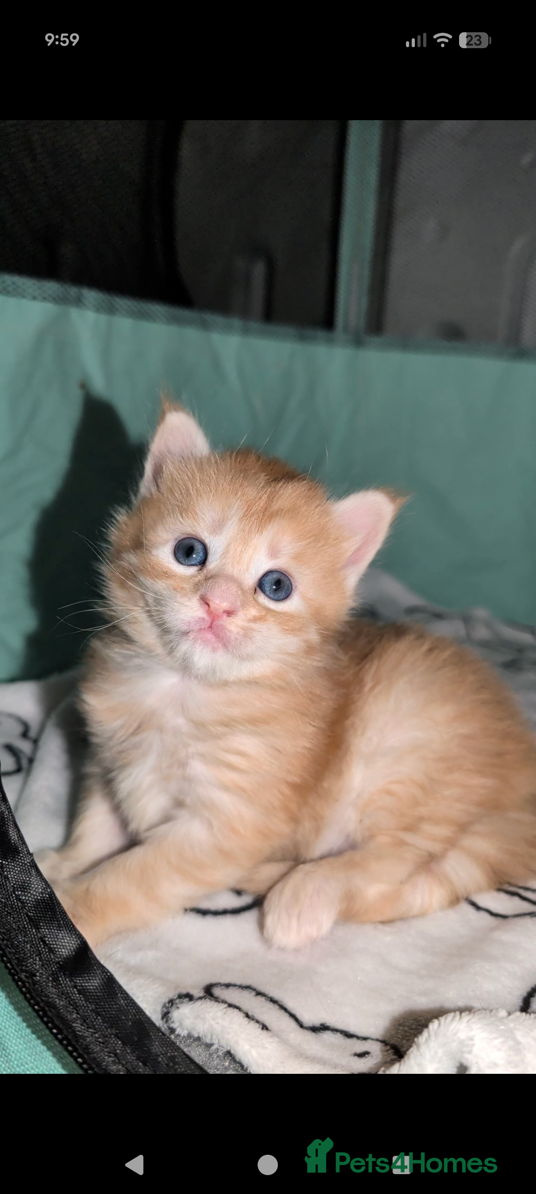 Maine Coon cats for sale: Exceptional Red Silver Tabby Maine Coon Male - Image 6
