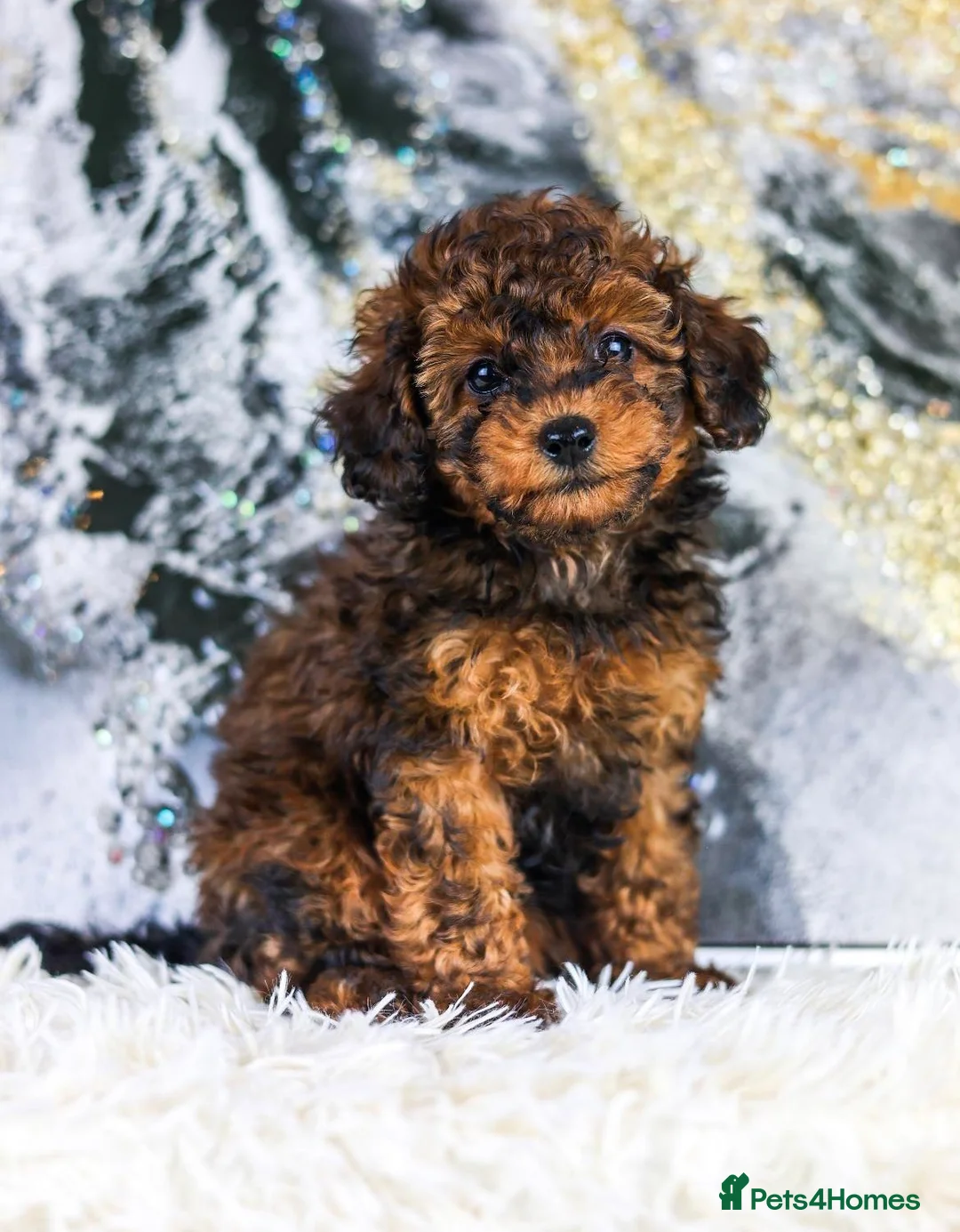 Toy Poodle dogs for stud: KC registered / health tested toy poodle stud in Bolton - Advert 27