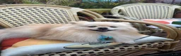 Pomeranian dogs for stud: A handsome Pomeranian male for stud 😍 in London - Advert 3