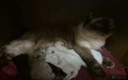 Ragdoll cats for sale: Seal, Sepia and Blue Ragdoll Kittens  - Image 17
