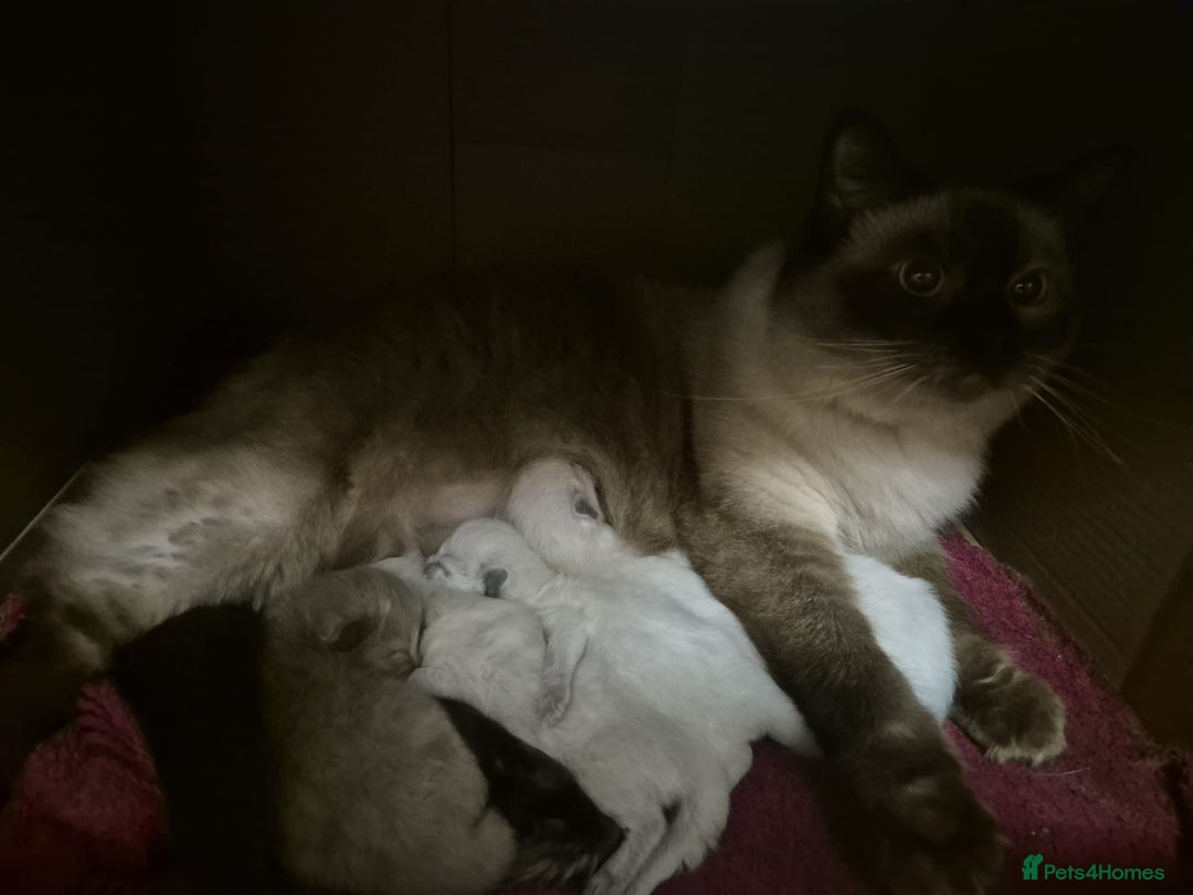 Ragdoll cats for sale: Seal, Sepia and Blue Ragdoll Kittens  - Image 17