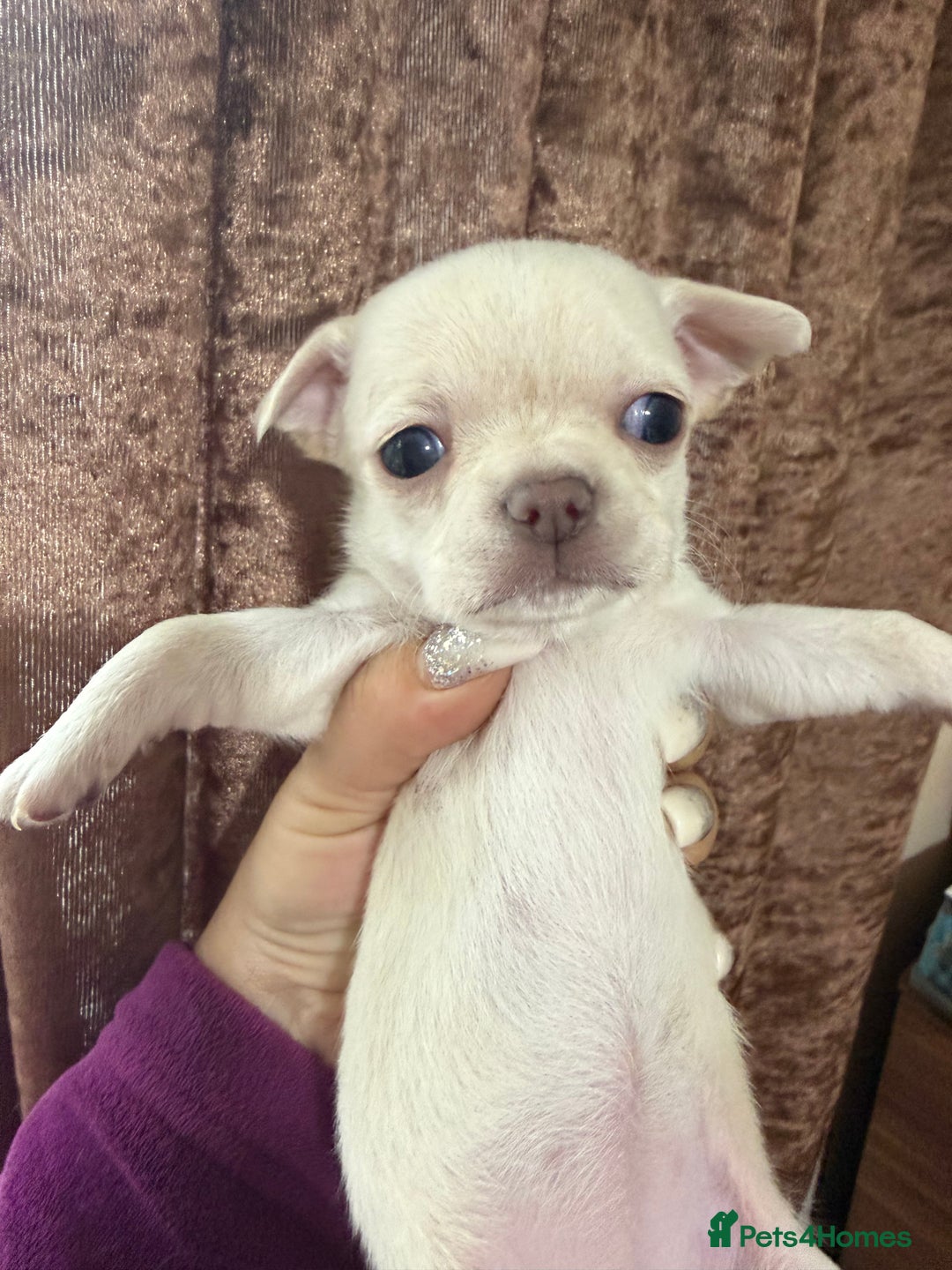 Chihuahua dogs for sale: Chihuahua pups - Advert 7