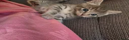 Mixed Breed cats for sale: British mix 5 kittens  in Doncaster - Advert 5