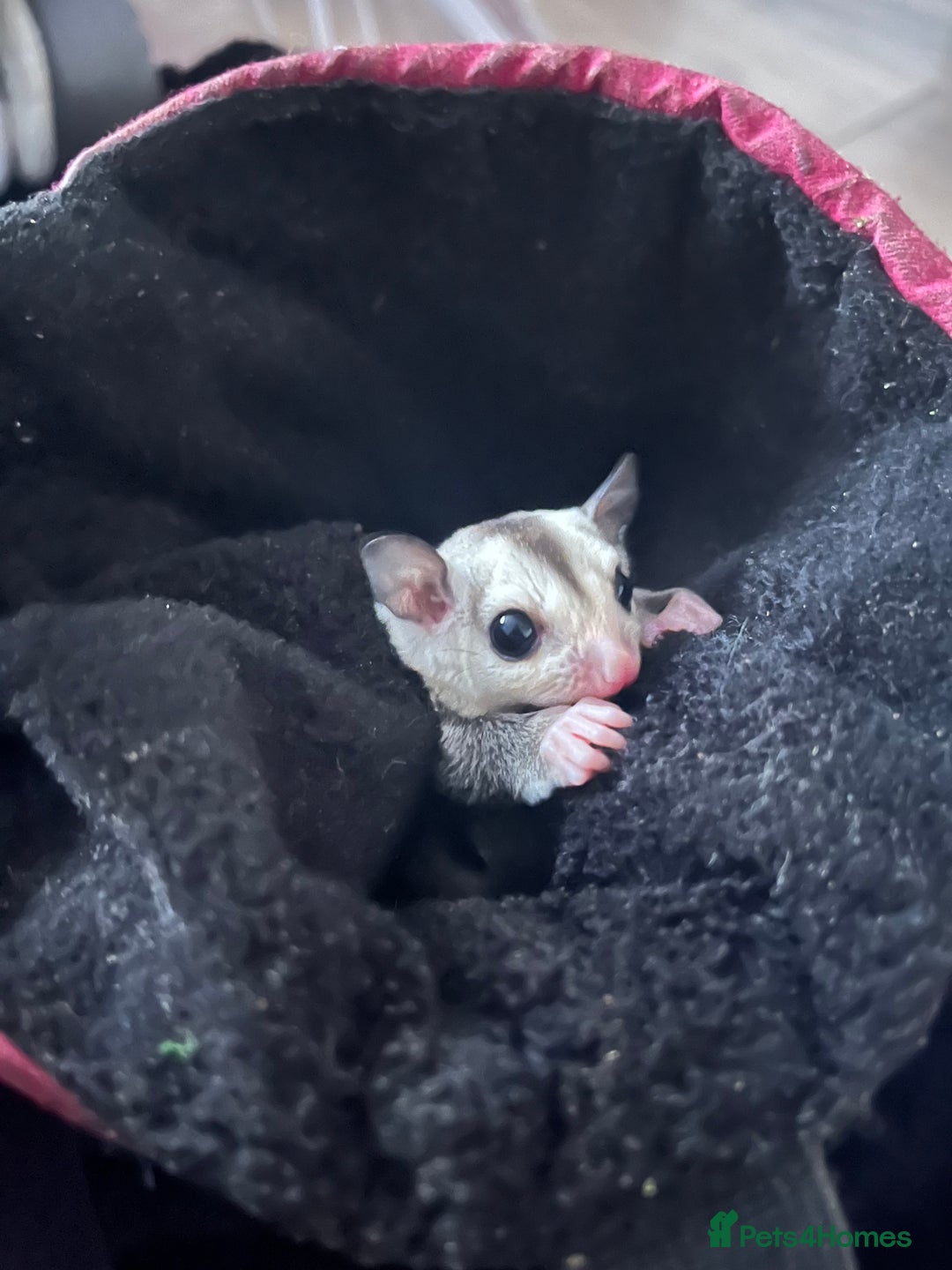 Sugar Glider rodents for sale: Sugar glider babies  - Advert 8